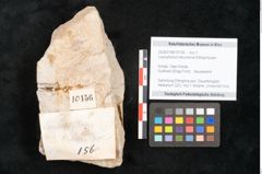 Foto (Detailansicht) von Laurophyllum tenuinerve Ettingshausen (NHMW-GEO-2024-0188-10156)